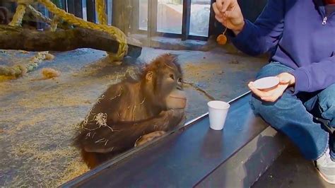 magic trick orangutan
